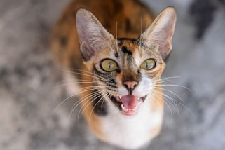 Proč kočky na lidi mňoukají? Perfektně si je ochočily!